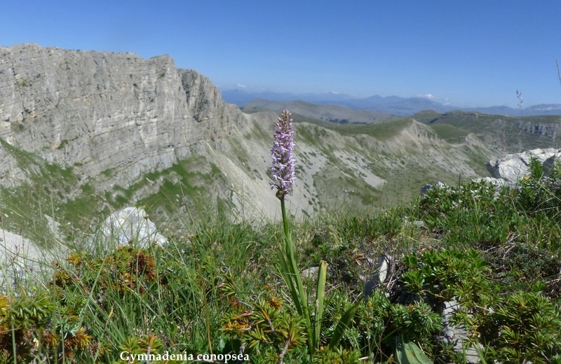 Monte Velino e Monti della Duchessa, le orchidee e la Natura  2024.